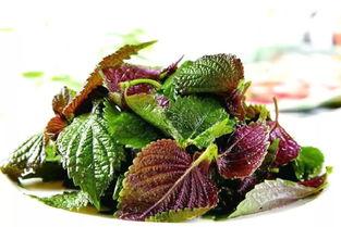 紫苏吃瓜故事结局,一场宫廷秘史的圆满落幕